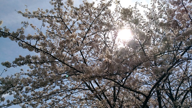 桜と日光
